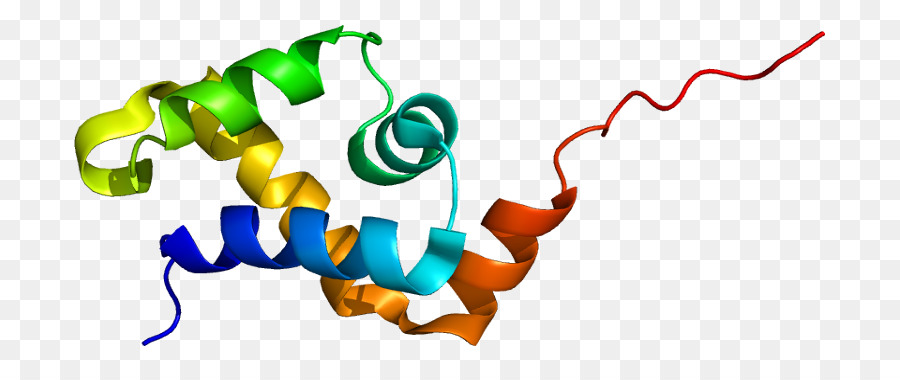 Protein Sarmalı，Molekül PNG