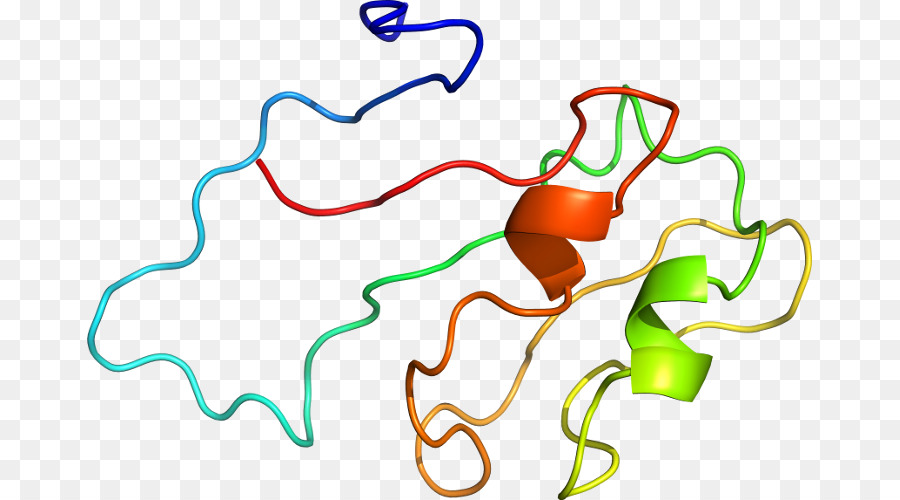 Protein Yapısı，Molekül PNG