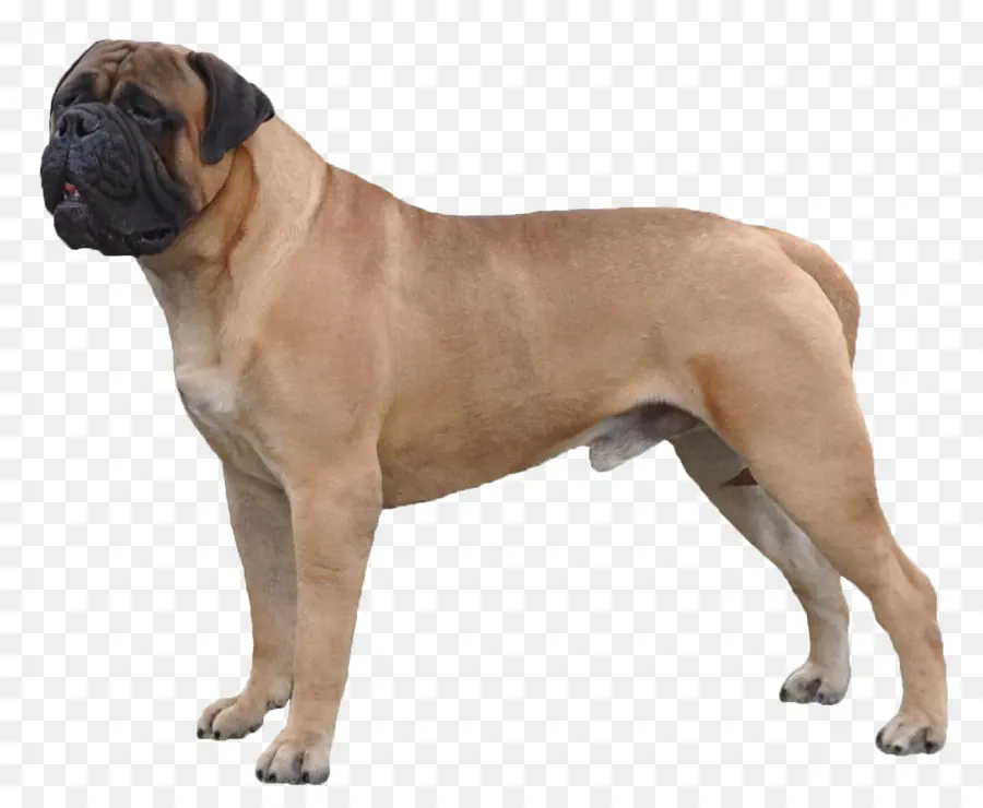 Bullmastiff，Vadi Bulldog PNG