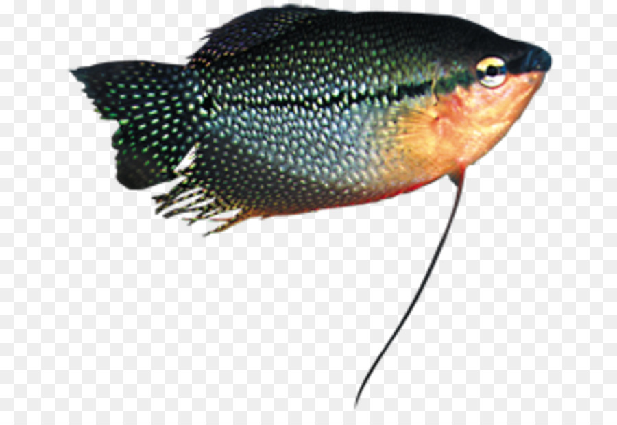 Kemikli Balıklar，Balık PNG