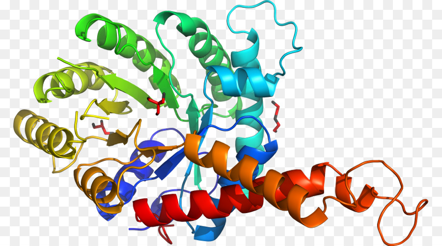 Protein Yapısı，Molekül PNG