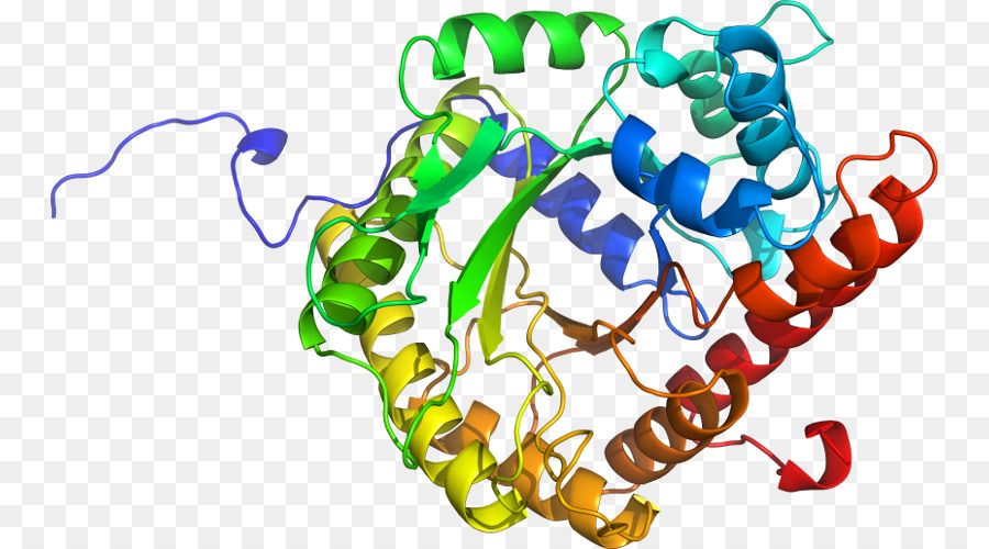 Protein Yapısı，Molekül PNG