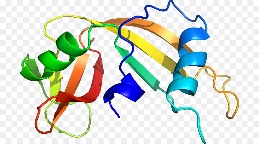 Protein Yapısı，Molekül PNG