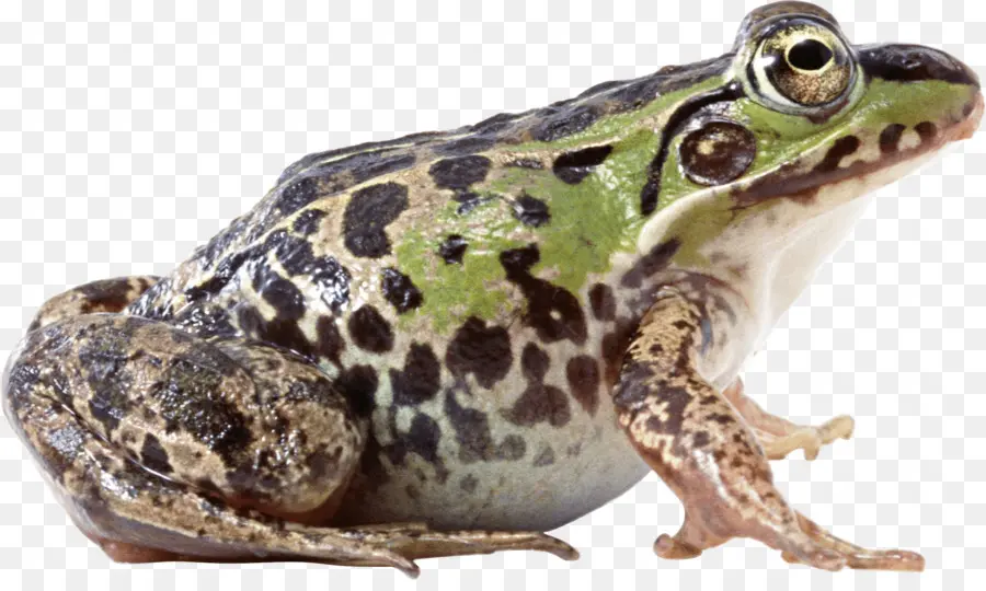 Kurbağa，Bilgisayar Simgeleri PNG