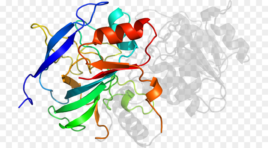 Protein Yapısı，Molekül PNG