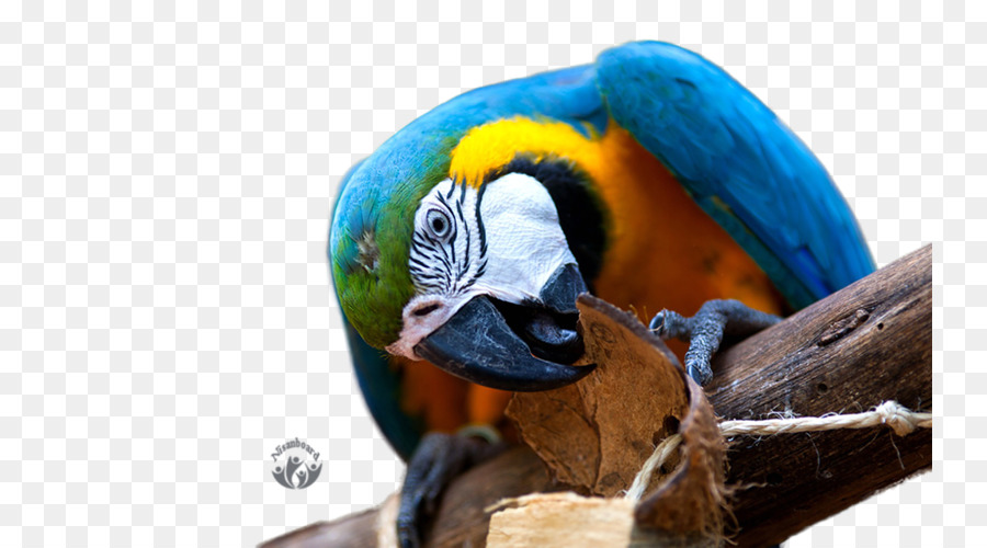 Papağan，Masaüstü Duvar Kağıdı PNG