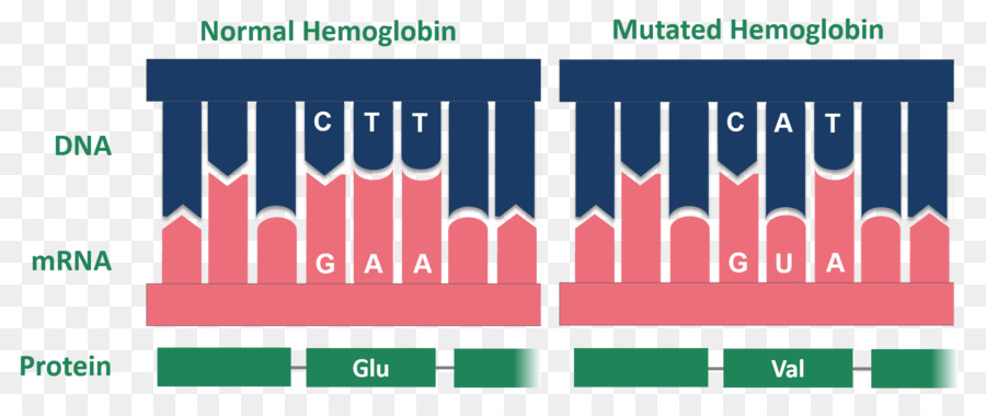 Orak Hücre Hastalığı，Hemoglobin PNG