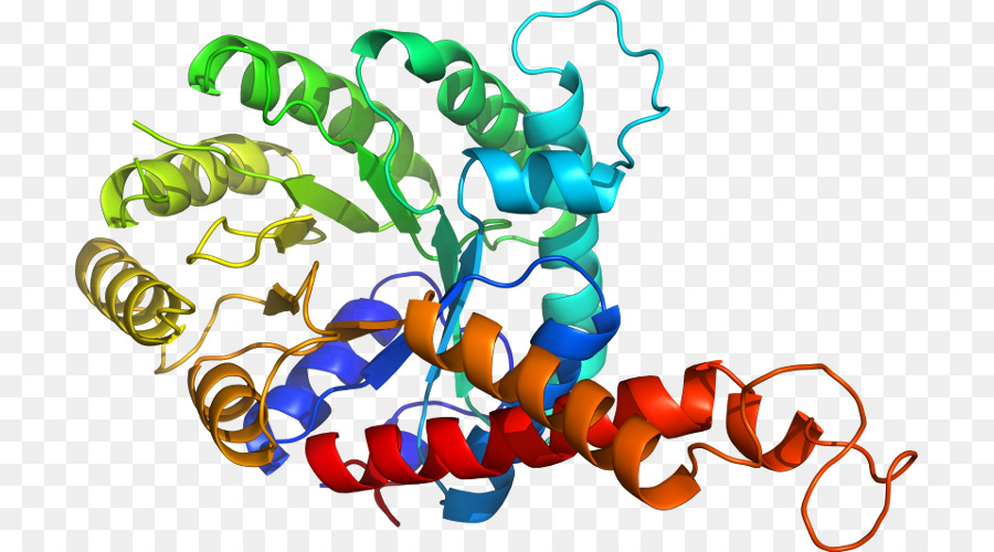 Protein Yapısı，Molekül PNG