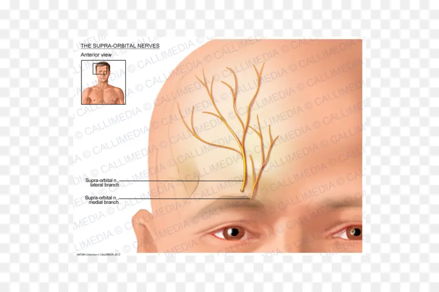 Supra Orbital Sinirler Diyagramı，Anatomi PNG