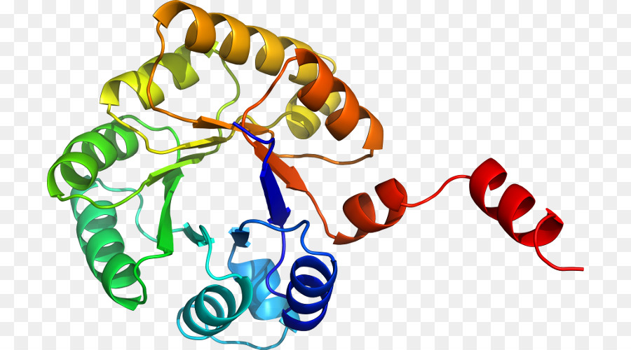 Protein Yapısı，Biyoloji PNG