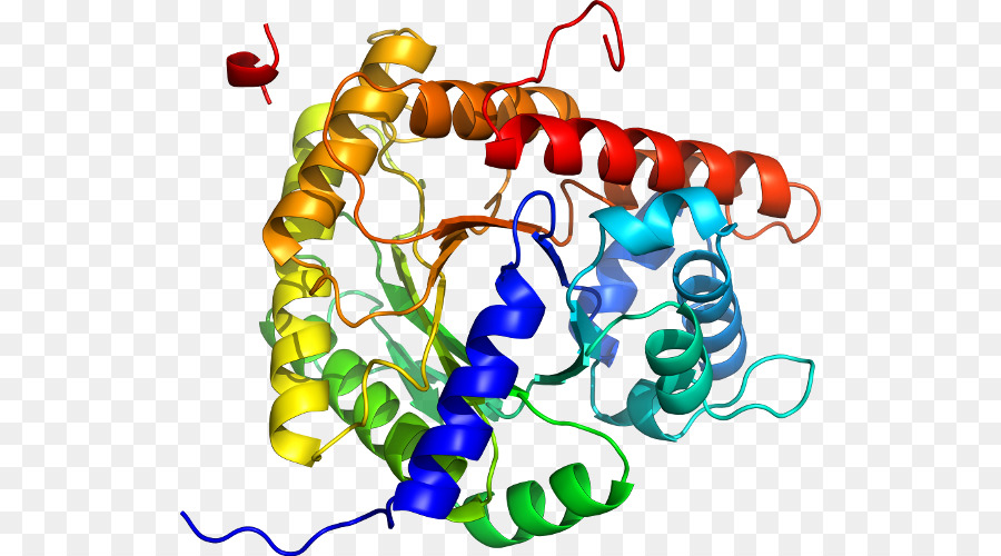 Protein Yapısı，Biyoloji PNG