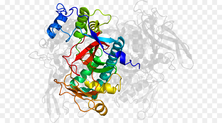 Protein Yapısı，Molekül PNG