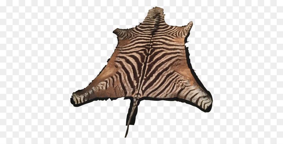 Zebra Derisi，Hayvan PNG