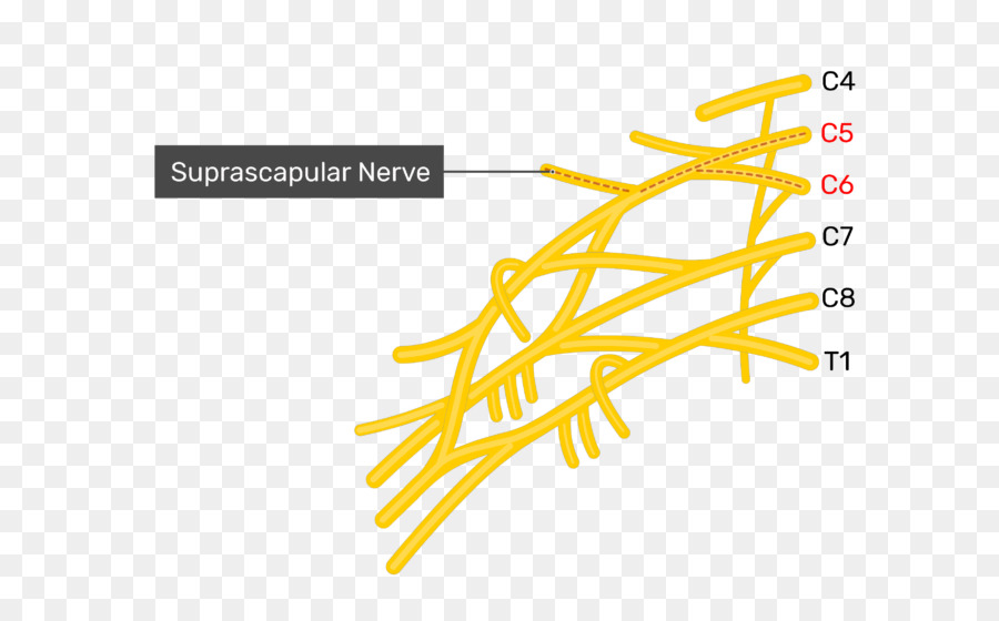 Alt Subscapular Sinir，Üst Subscapular Sinir PNG