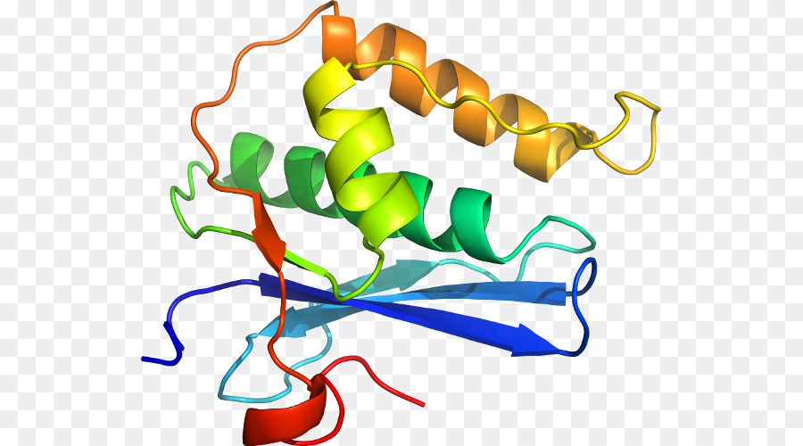 Protein Yapısı，Molekül PNG