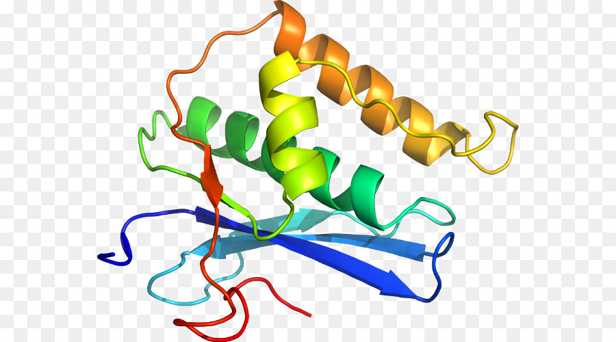 Protein Yapısı，Molekül PNG