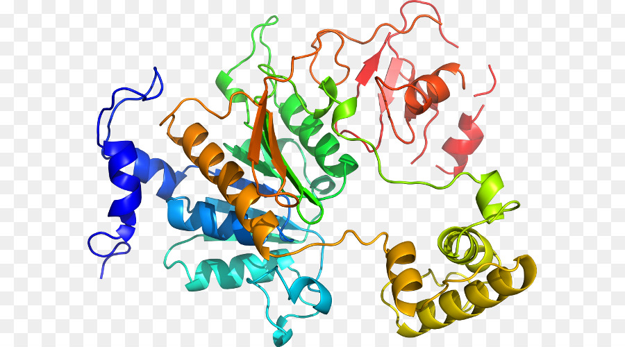 Protein Yapısı，Molekül PNG