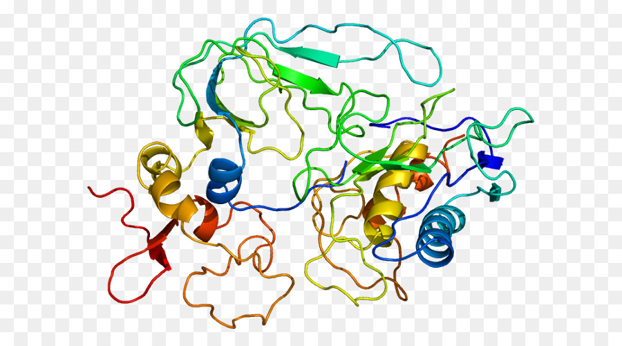 Cd47，Signalregulatory Protein Alfa PNG