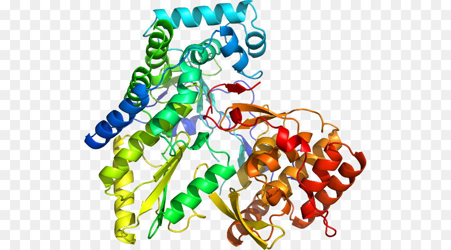 Protein，Molekül PNG