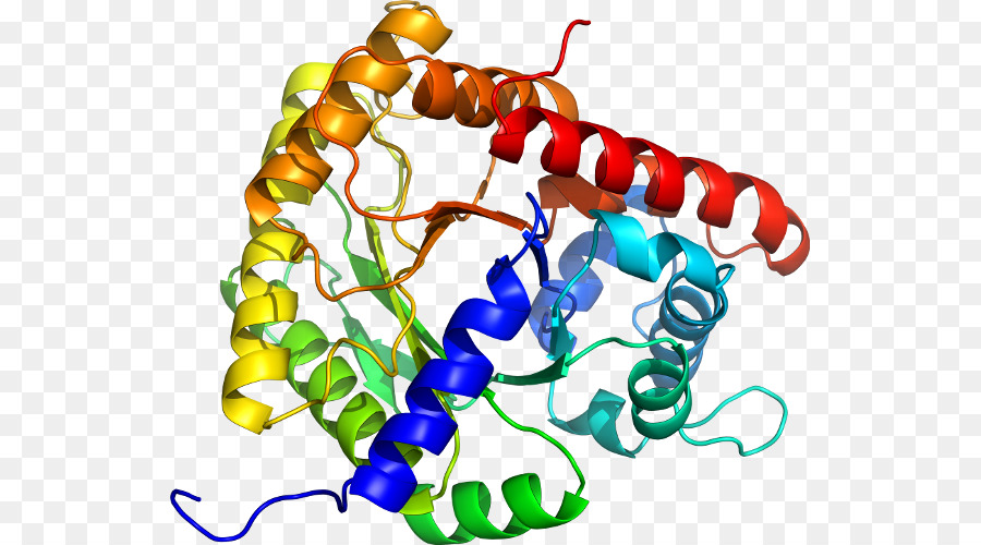 Protein Yapısı，Molekül PNG