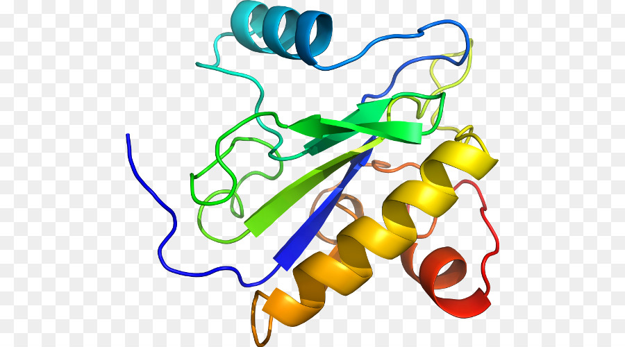 Protein Yapısı，Molekül PNG