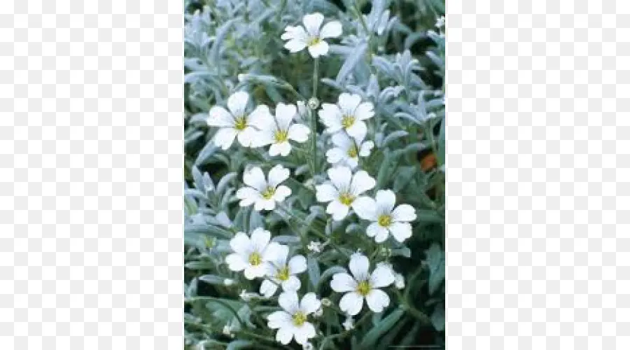 çiçek，Snowinsummer PNG