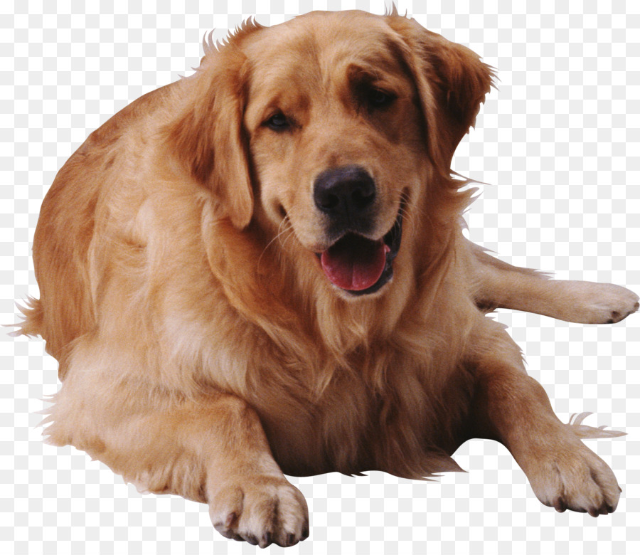 Golden Retriever，Evcil Hayvan PNG