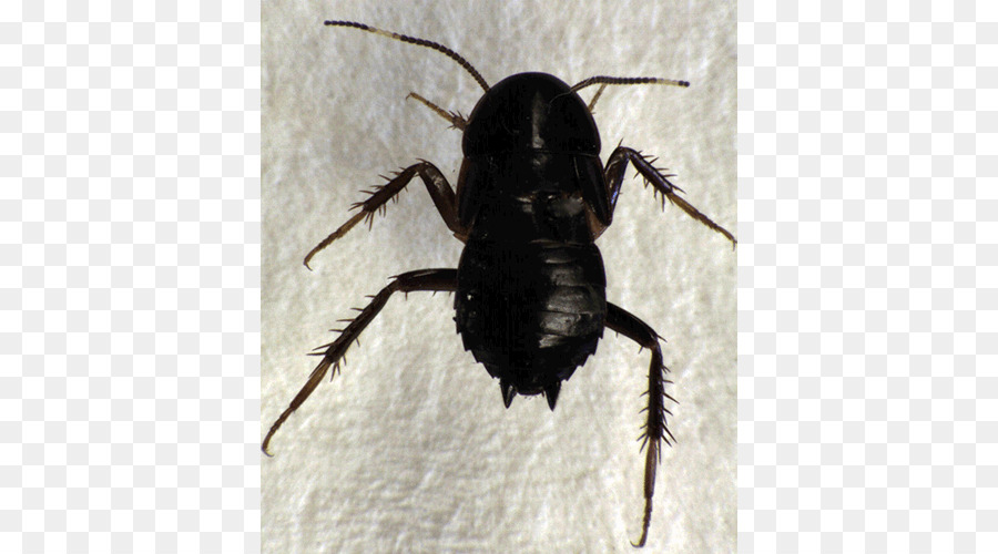 Böcek，Mount Albert Owairaka Etki Alanı PNG