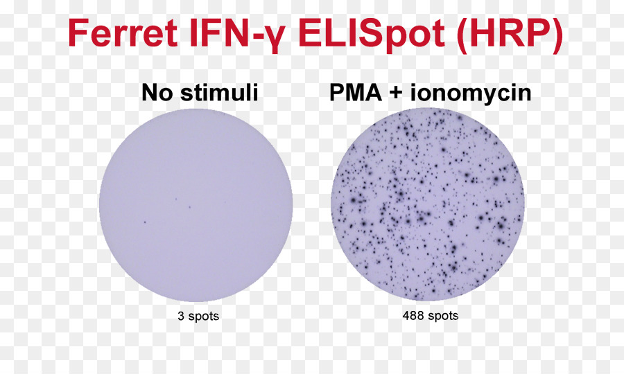 Elİspot，Interferon Gama PNG