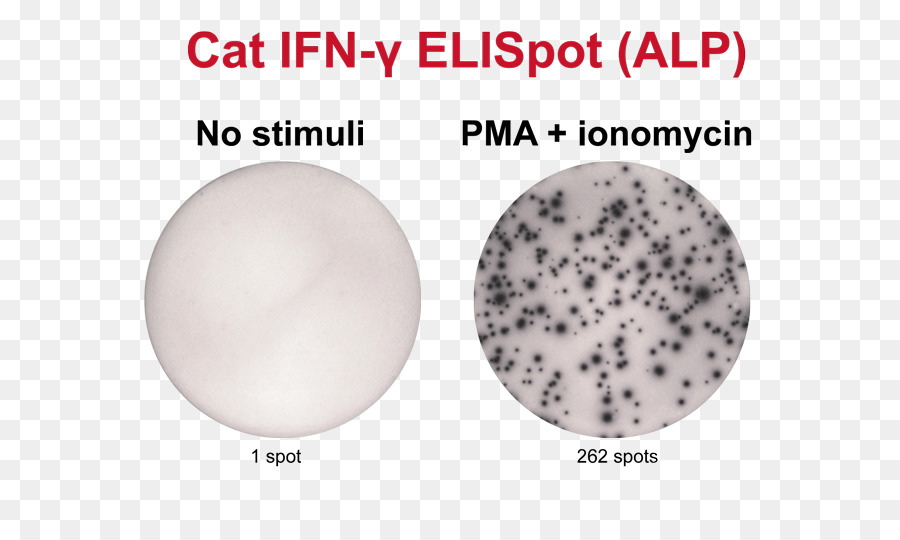 Elİspot，Ionomycin PNG