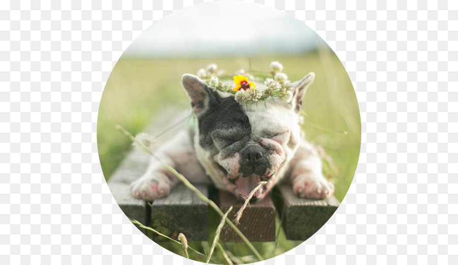 Fransız Bulldog，Boston Terrier PNG