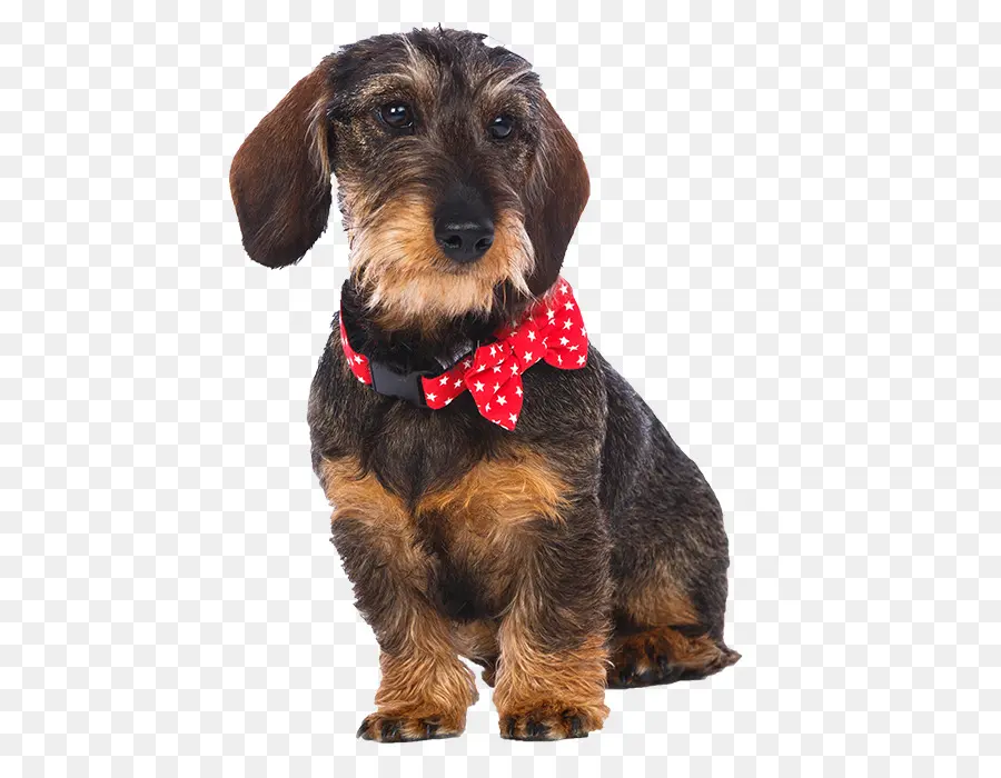 Papyonlu Köpek，Dachshund PNG