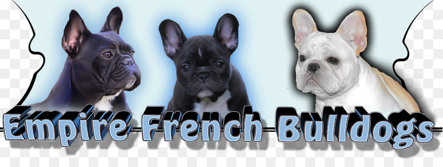 Boston Terrier，Fransız Bulldog PNG