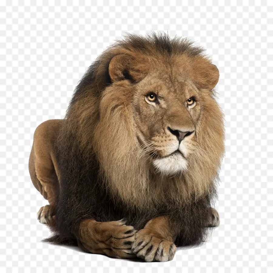 Aslan，Yele PNG