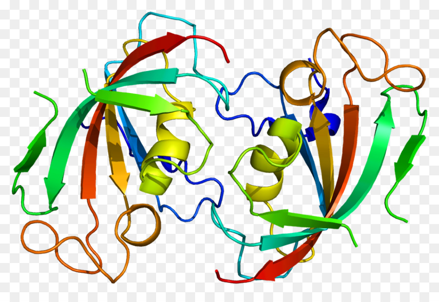 Protein Yapısı，Molekül PNG