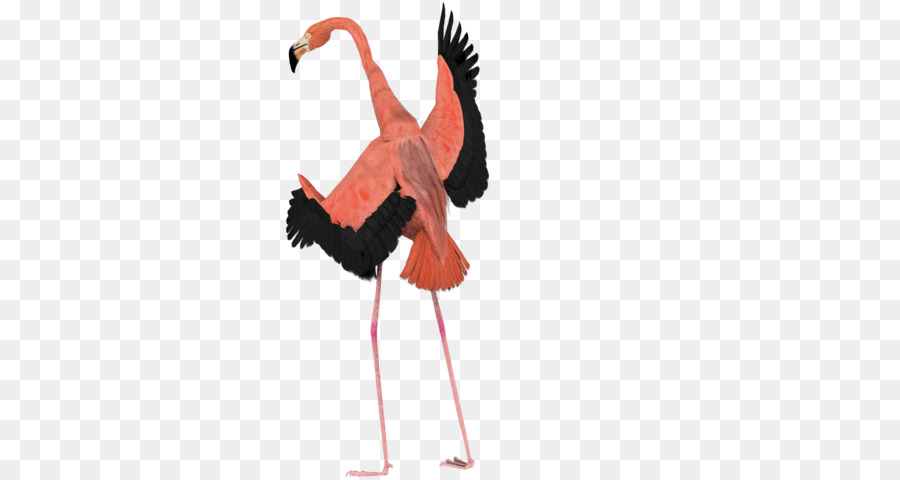 Flamingo，Kuş PNG