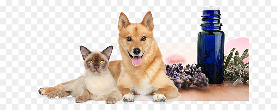 Köpek，Kedi PNG