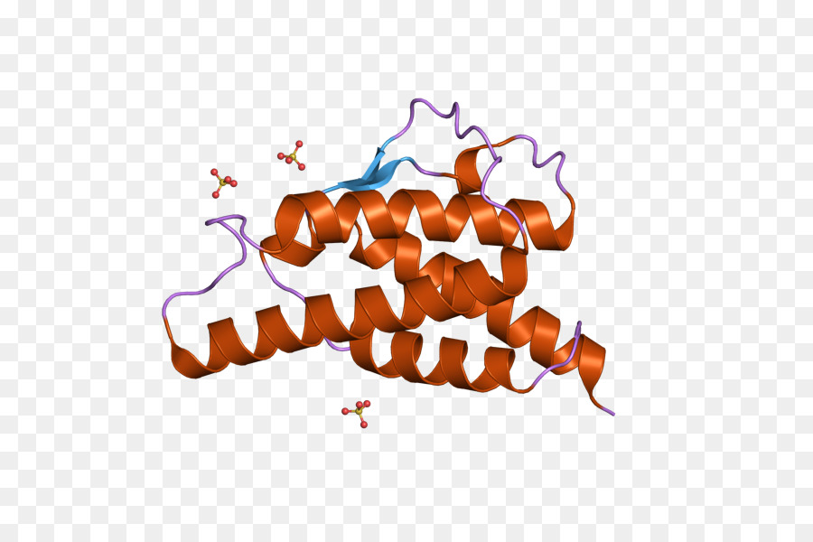 Protein Yapısı，Molekül PNG