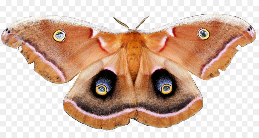 метелик，Polyphemus Güve PNG