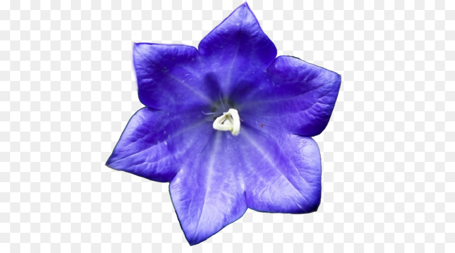 Harebell Hicbir Ruh Dunya Tumblr Safir Mavi Cicekler Seffaf Png Goruntusu