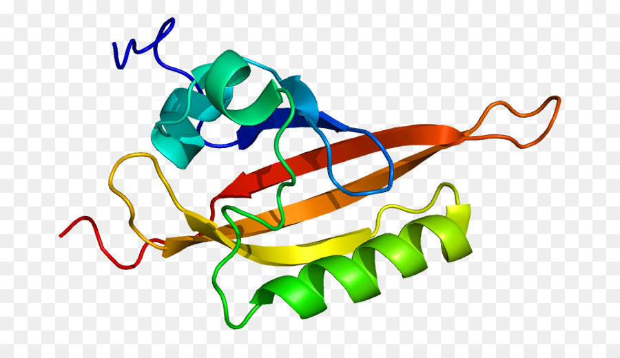 Protein Yapısı，Molekül PNG