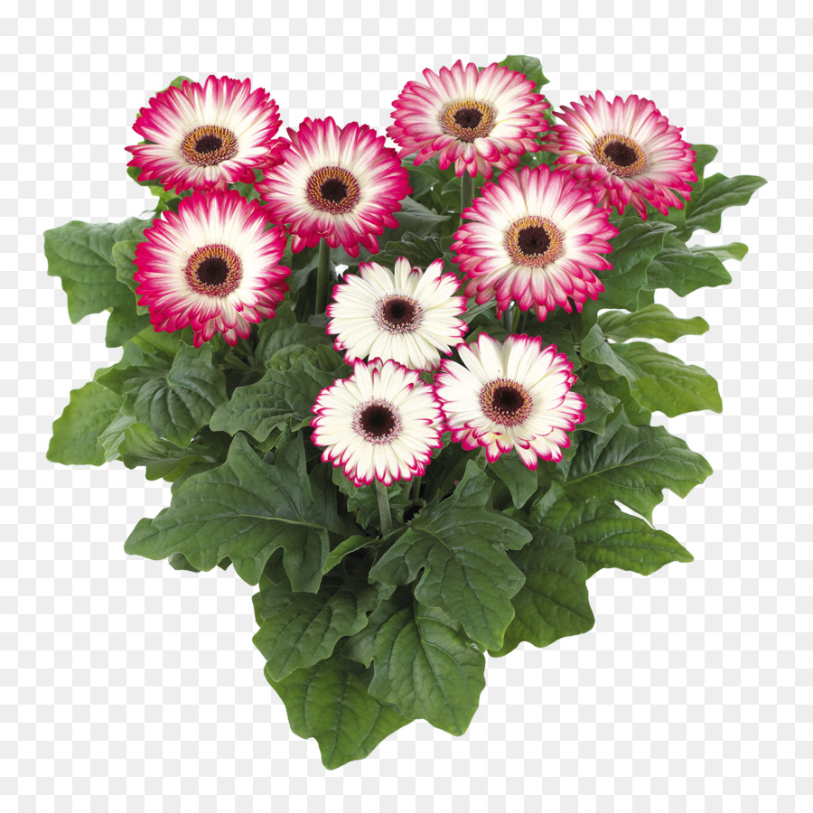 Bitkinin，çiçek PNG
