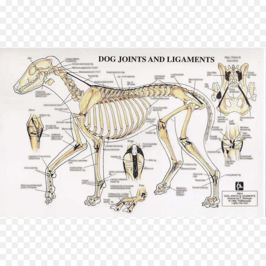 Köpek İskeleti，Eklemler PNG