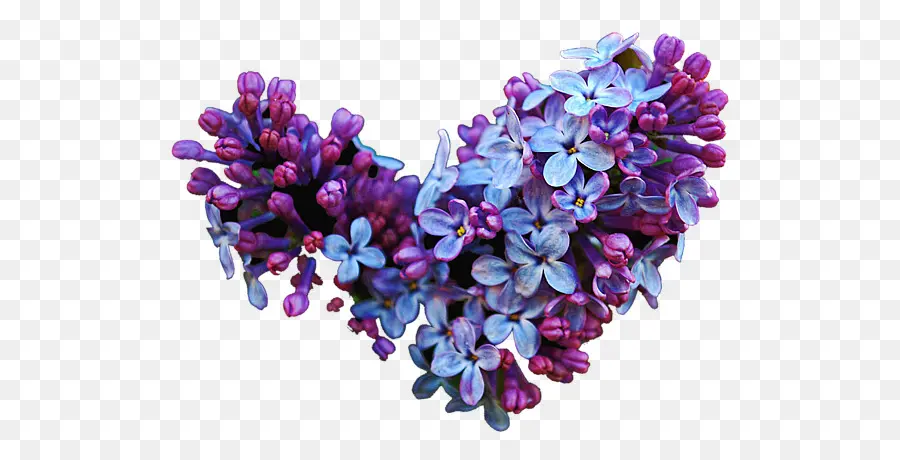 Kesme çiçekler，Ortak Leylak PNG