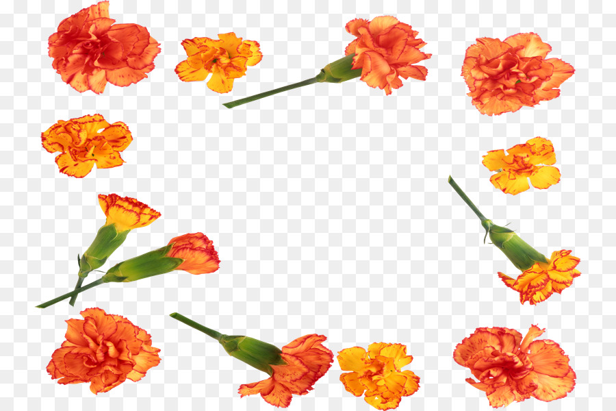 Photoscape，Kesme çiçekler PNG