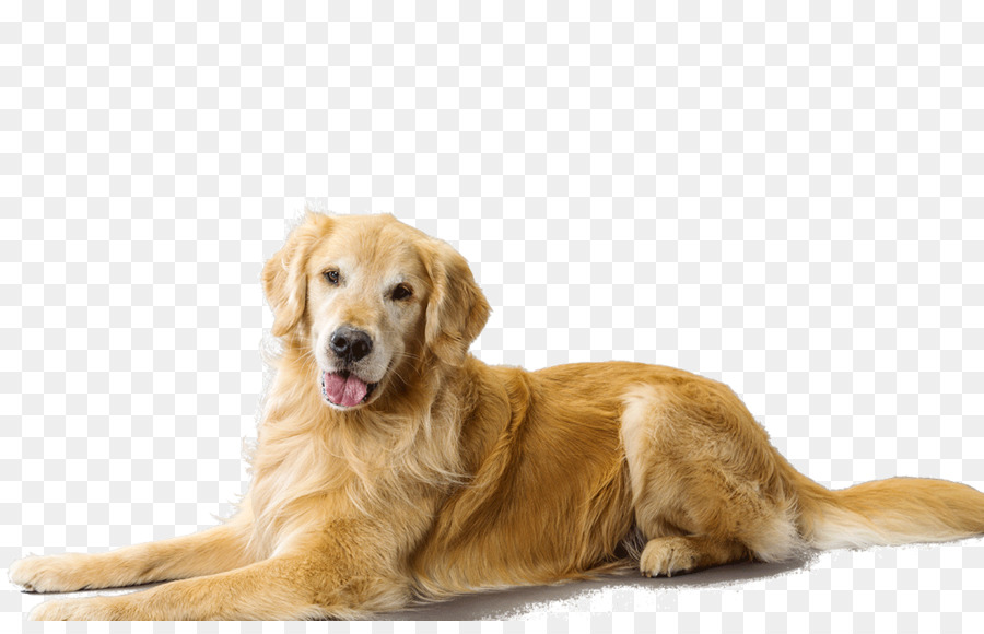 Golden Retriever，Evcil Hayvan PNG