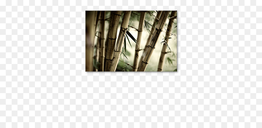 Tropikal Odunsu Bambular，Resim PNG
