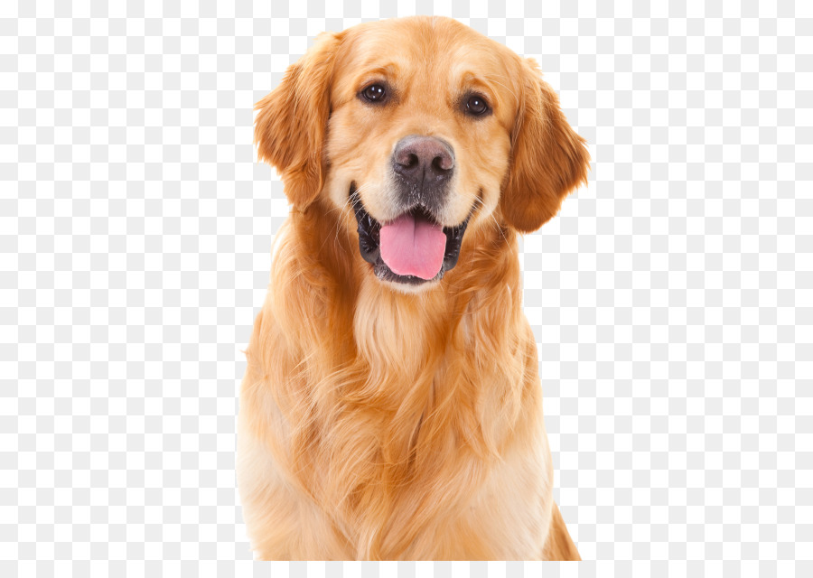 Golden Retriever Köpek Kedi Evcil Köpek eğitim evcil hayvan köpek