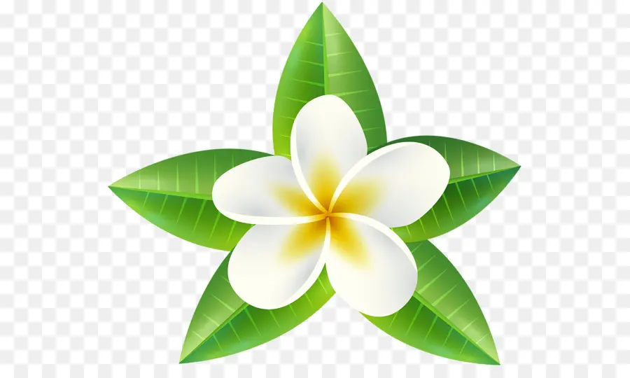 Plumeria'nın çiçekleri，Yapraklar PNG