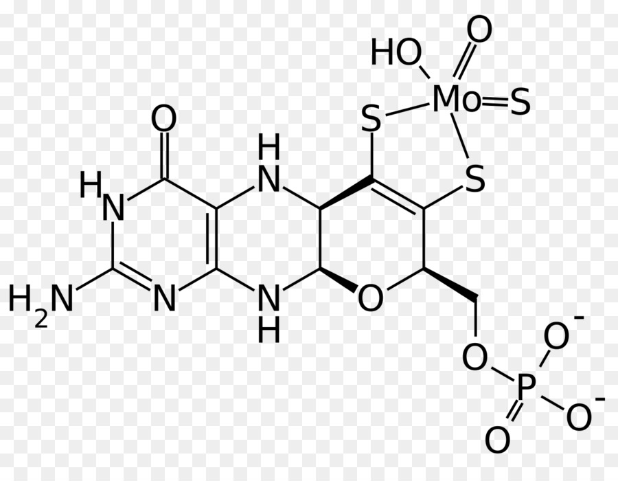 10formyltetrahydrofolat，Tirozin Hidroksilaz PNG
